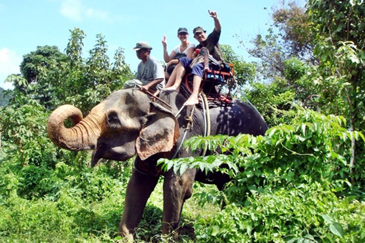 ELEPHANT_PHUKET_2